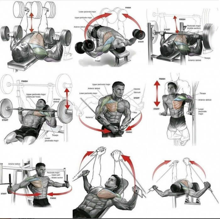 Chest Training Plan For Everyone!