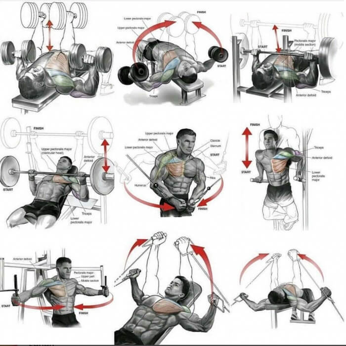 Chest Training Plan For Everyone!
