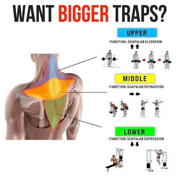 Total Traps Routine ! Healthy Fitness Back Trap Training