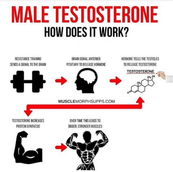 Male Testosterone! How Does It Work? Read Here!