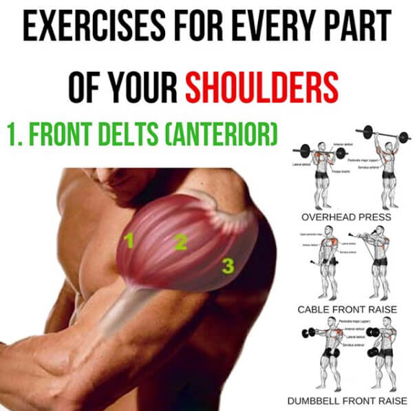 Front Delts Anterior! Exercises For Every Part Of You Shoulders1