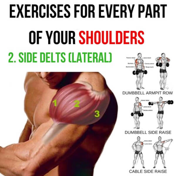 Side Delts Lateral! Exercises For Every Part Of You Shoulders 2