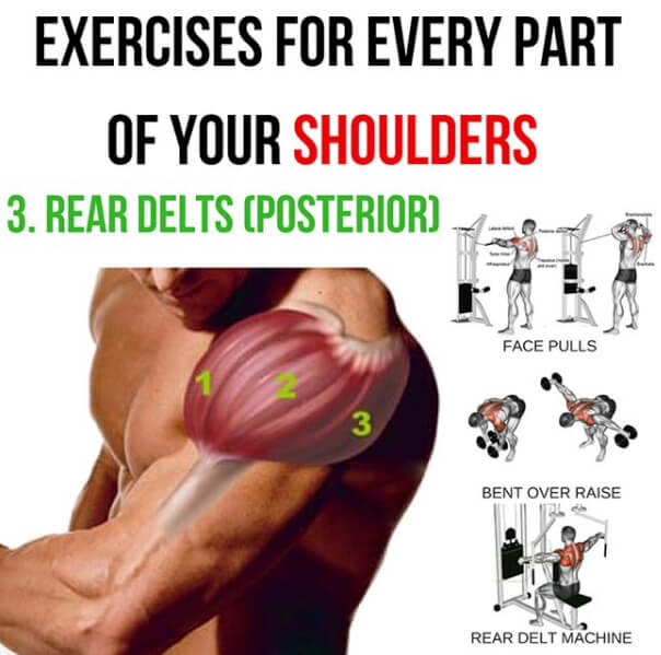 Rear Delts Posterior! Exercises For Every Part Of You Shoulders3