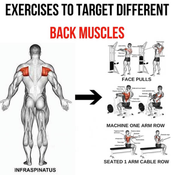 Infraspinatus - Exercises To Target Different Back Muscle 1