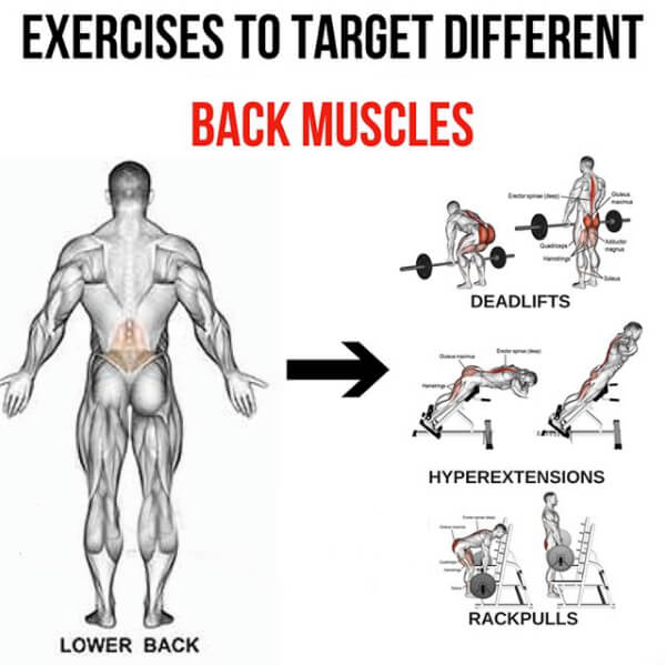 Lower Back - Exercises To Target Different Back Muscles 2