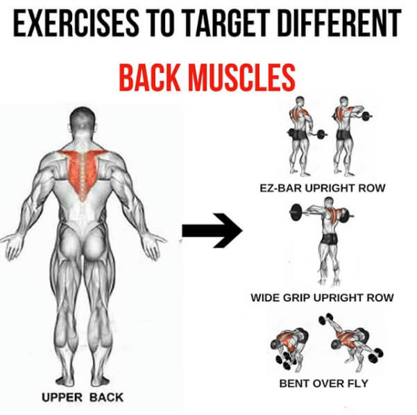 Upper Back - Exercises To Target Different Back Muscles 3