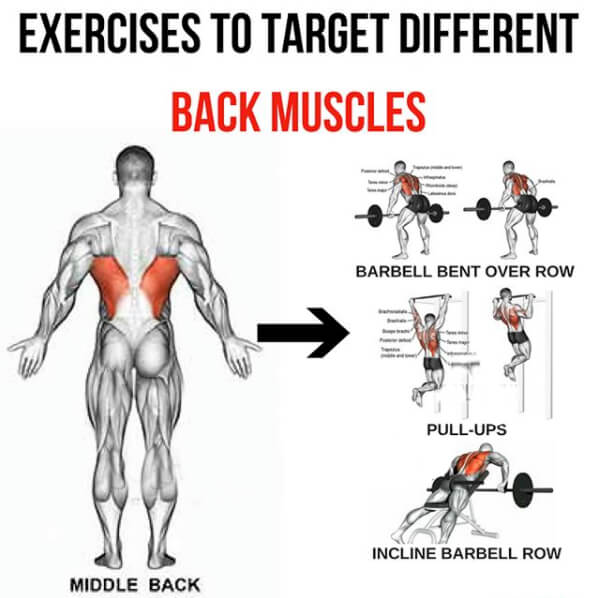Middle Back - Exercises To Target Different Back Muscles 4