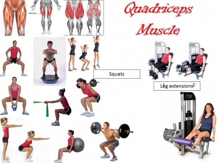 Quadriceps - Exercises To Target Different Butt Leg Muscles