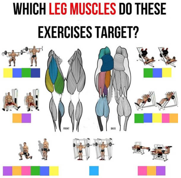 Which Leg Muscles Do These Exercises Target? Must Read This!
