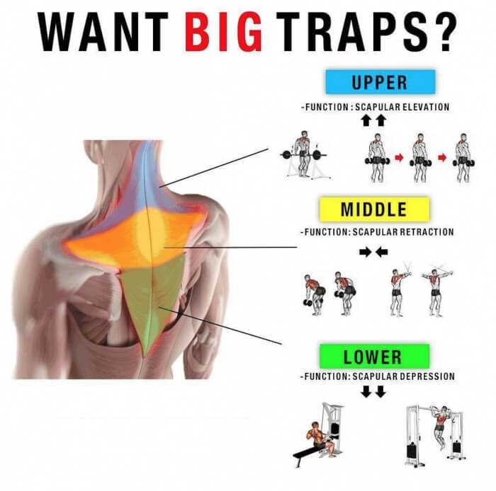 Want Big Traps? Must Read This Tips For A Bigger Trap! BackTrain